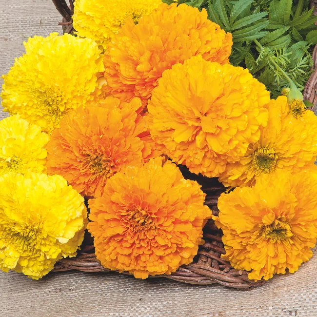 New Seed Varieties For 2026