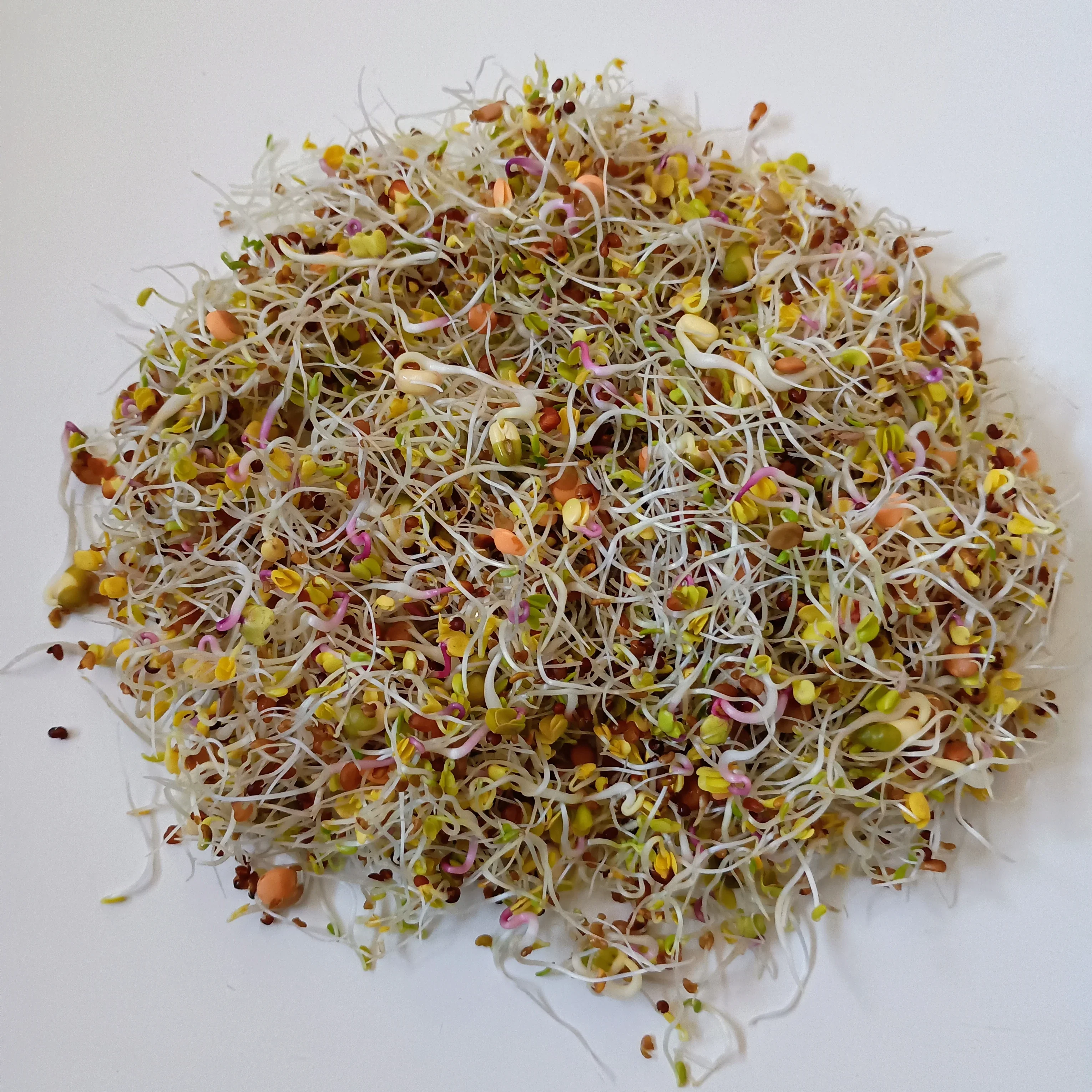 Sprouting Seeds