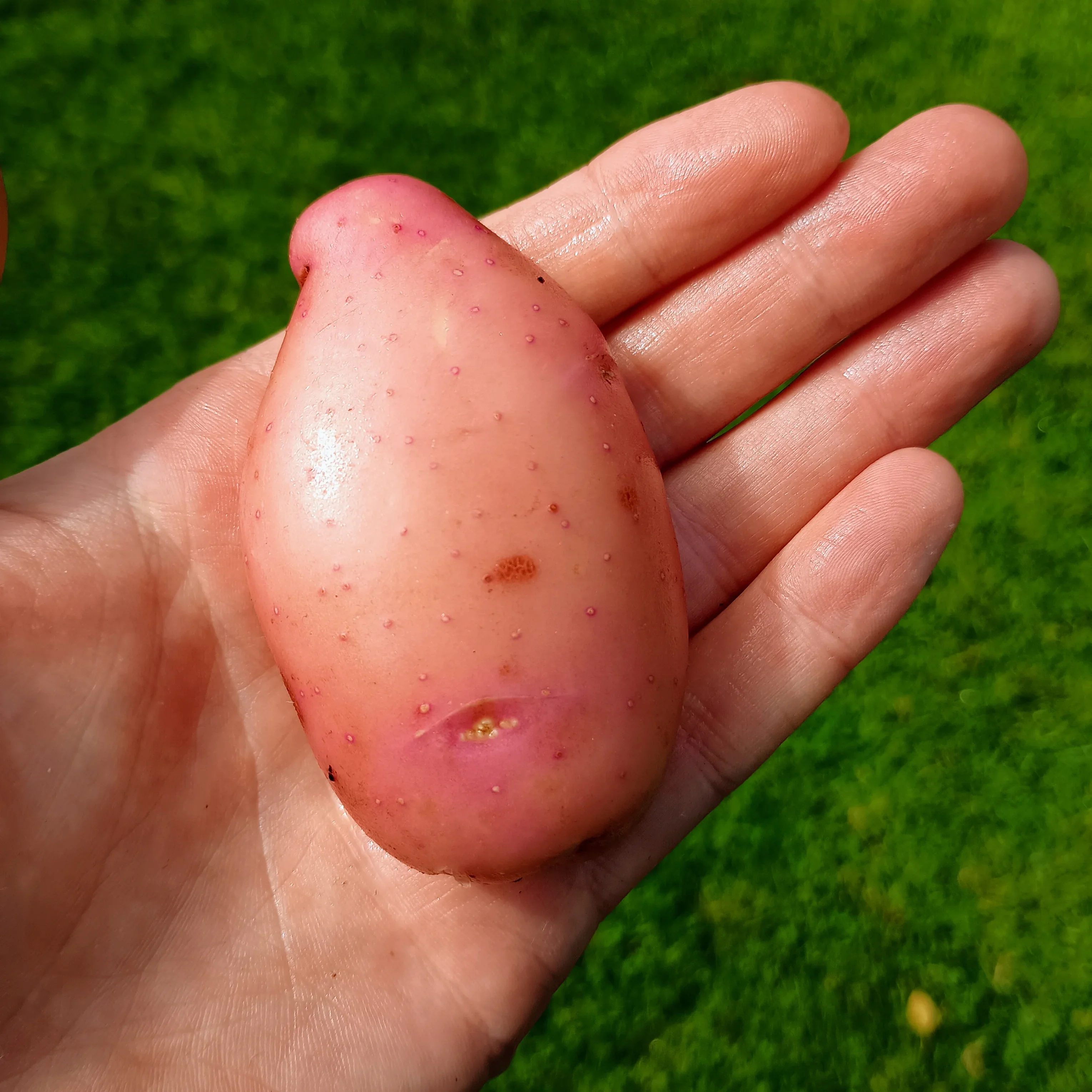 Thumb 4
